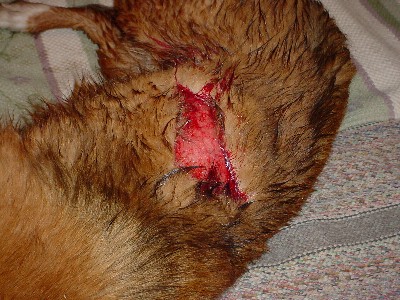 Dog wound Day 1