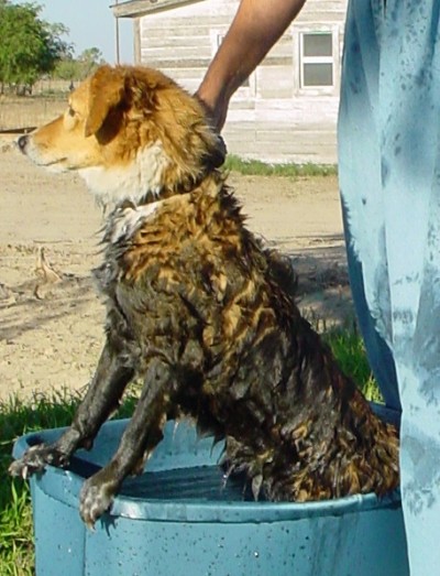 Skunk Dog - Charcoal Bath