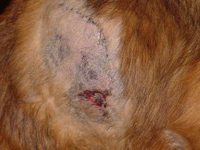 Dog Wound Day 6