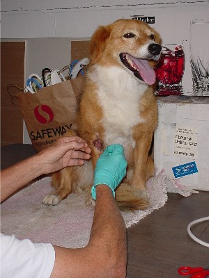 Dog Wound - Front Leg