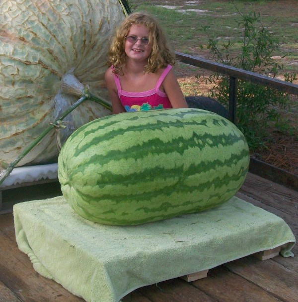 outh Carolina 155 lb watermelon