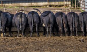 Activated Charcoal in Animal Feed - Cattle