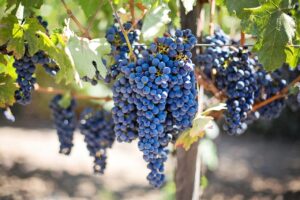 grapes in a vineyard