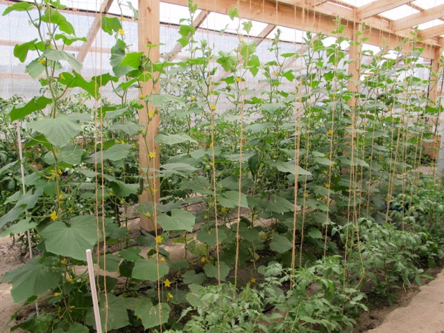 greenhouse cucumbers
