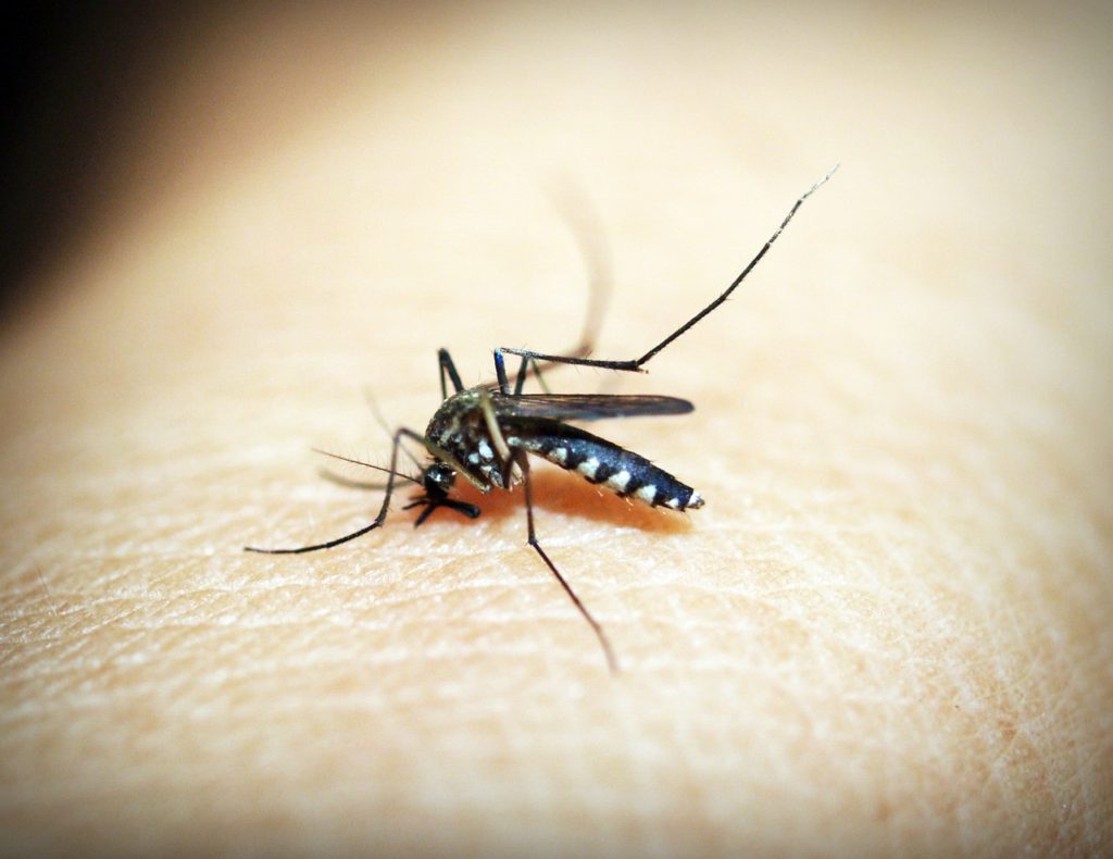 mosquito malaria