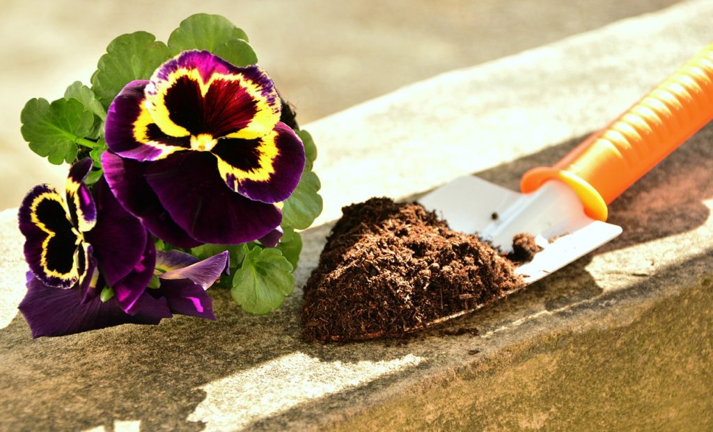 flower with soil on trowel