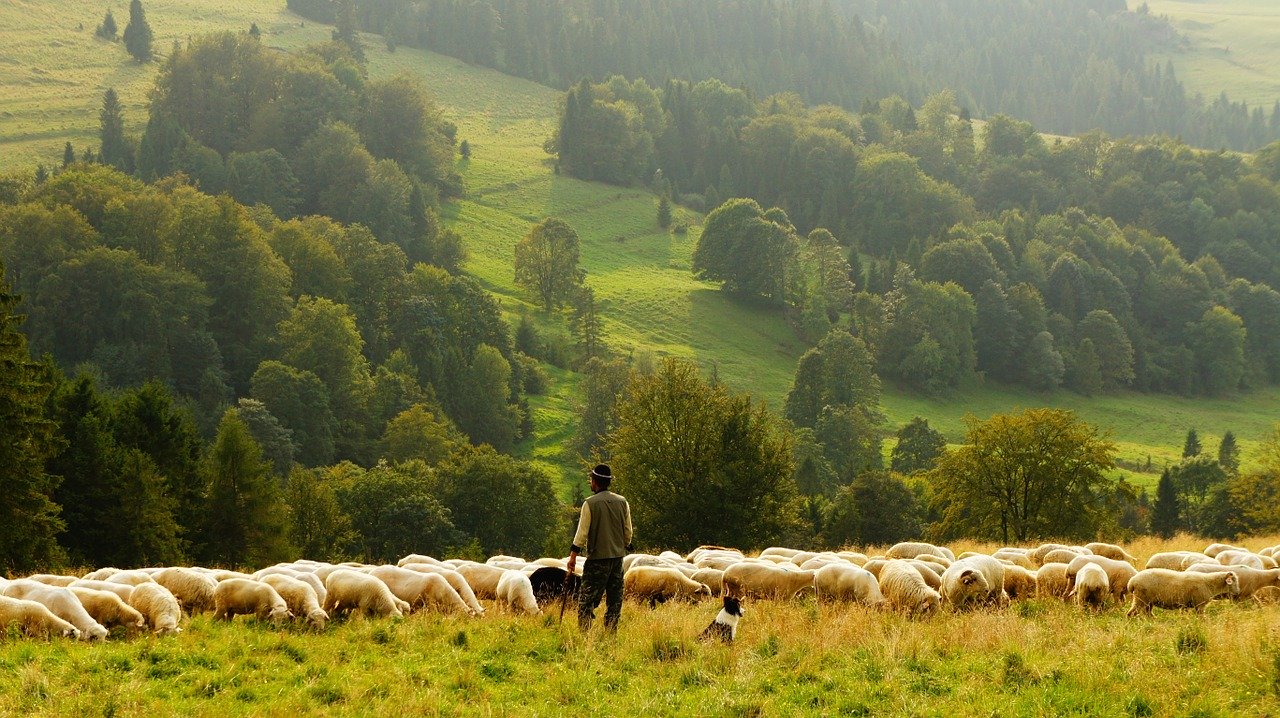 sheep with shepherd grazing