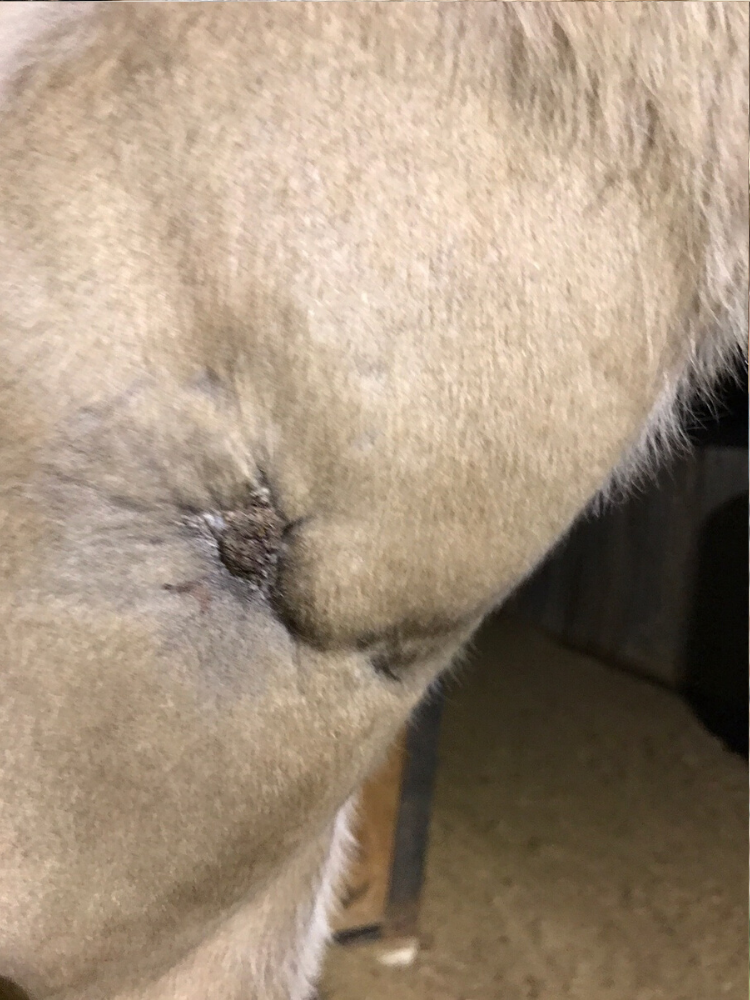 This picture was taken on April 1, 2017. It has been approximately three weeks since activated charcoal treatments were started and the wound is now closed and might be an inch in diameter where the scab is. The scab is a blackish color, and the surrounding area has all the hair growing back. 