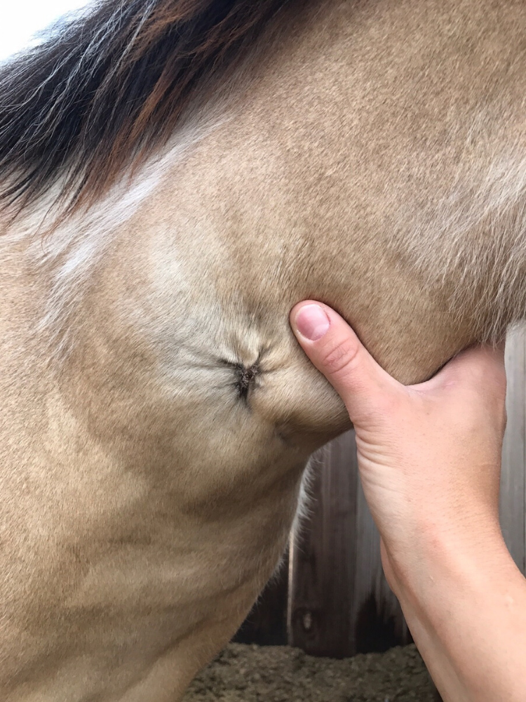 This picture was taken on April 11, 2017. It has been a month since activated charcoal treatments were started. The hair has grown back nearly everywhere and there remains a small scar where the wound was. 