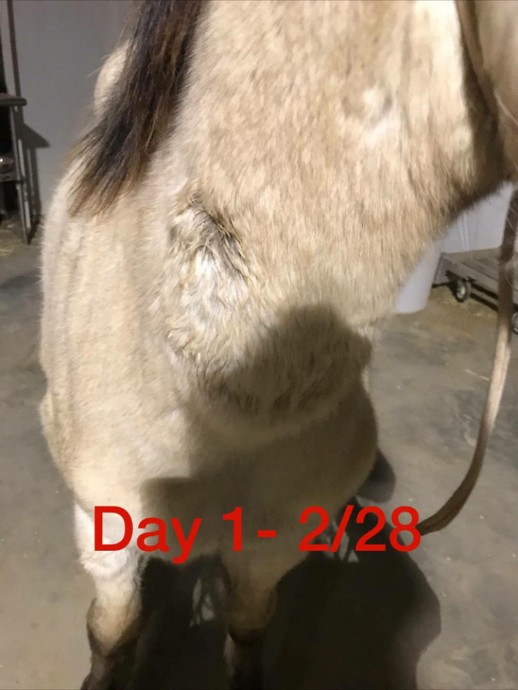On February 28th, 2017, we noticed a small wound on our horse's neck which we later realized was a Brown Recluse Spider bite. It is barely noticeable at this point. 