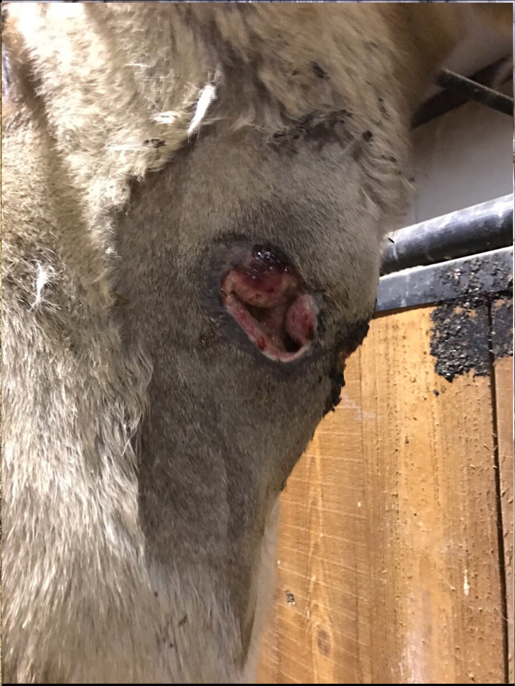March 14, 2017. This is a photo of the brown recluse horse bite on the fifth day since activated charcoal treatments were started. The wound is beginning to close up. The gaping hole that characterized it a few days ago is now a smaller triangle shaped hole. It is pink flesh for the most part, with an area of deep red scab beginning to form at the top. 