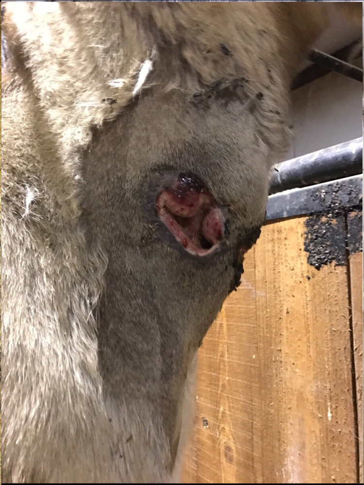 DOG HORSE ATTACKS SPIDER 