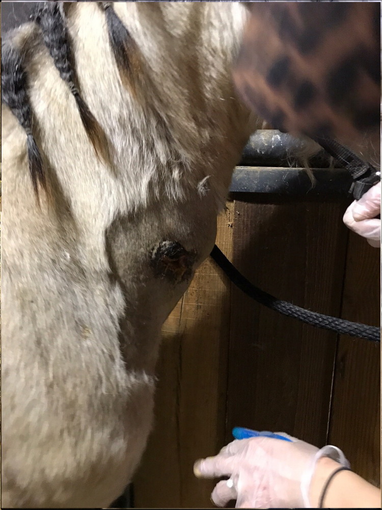 This is a closer shot of the horse's wound after being sprayed with colloidal silver on March 17, 2017. It is also covered in activated charcoal, which makes the wound area look black. 