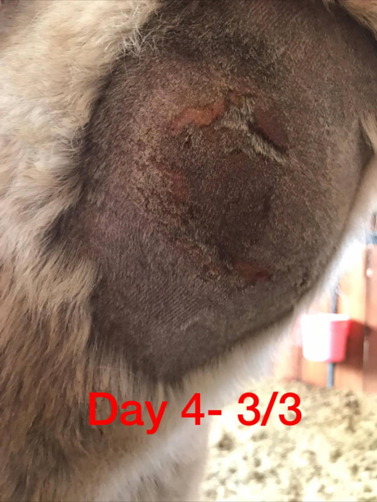 March 3, 2017. The Brown Recluse Spider bite on our horse is deteriorating rapidly. This is a close up shot of the wound. An area of raw flesh about three inches wide is developing. 