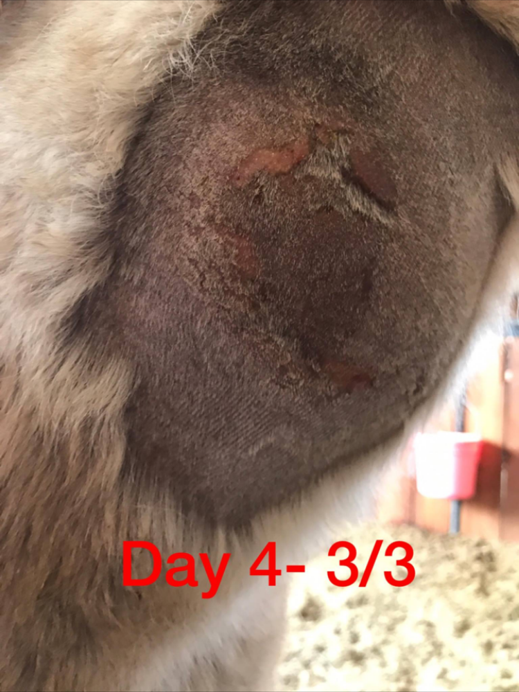 brown recluse bite on cat