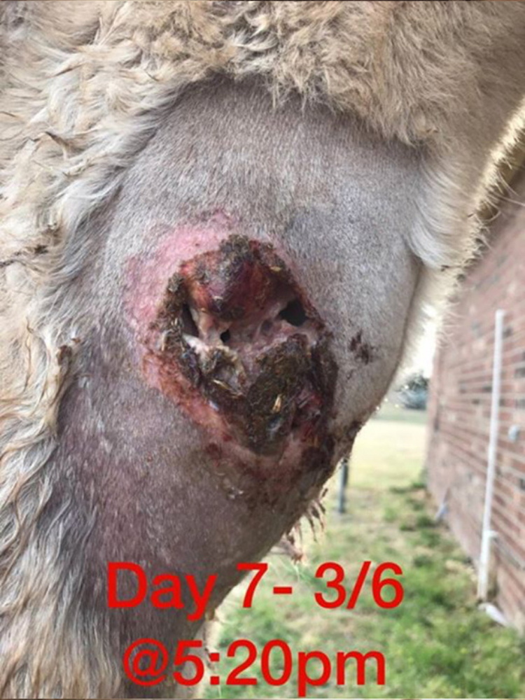 March 6th 2017. The Brown Recluse Spider bite has gone from bad to worse in three short days. The wound is now open, with gaping black holes about a half an inch wide. The total wound diameter is approximately four inches. 