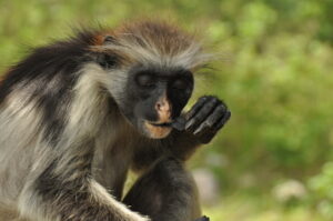 Red colobus monkey is eating a piece of charcoal