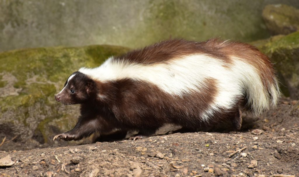 Skunk Odor Removal