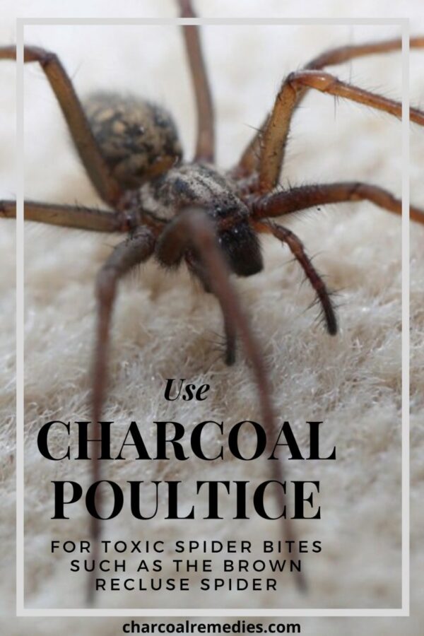Amazing Brown Recluse Spider Bite Remedy Charcoal Remedies