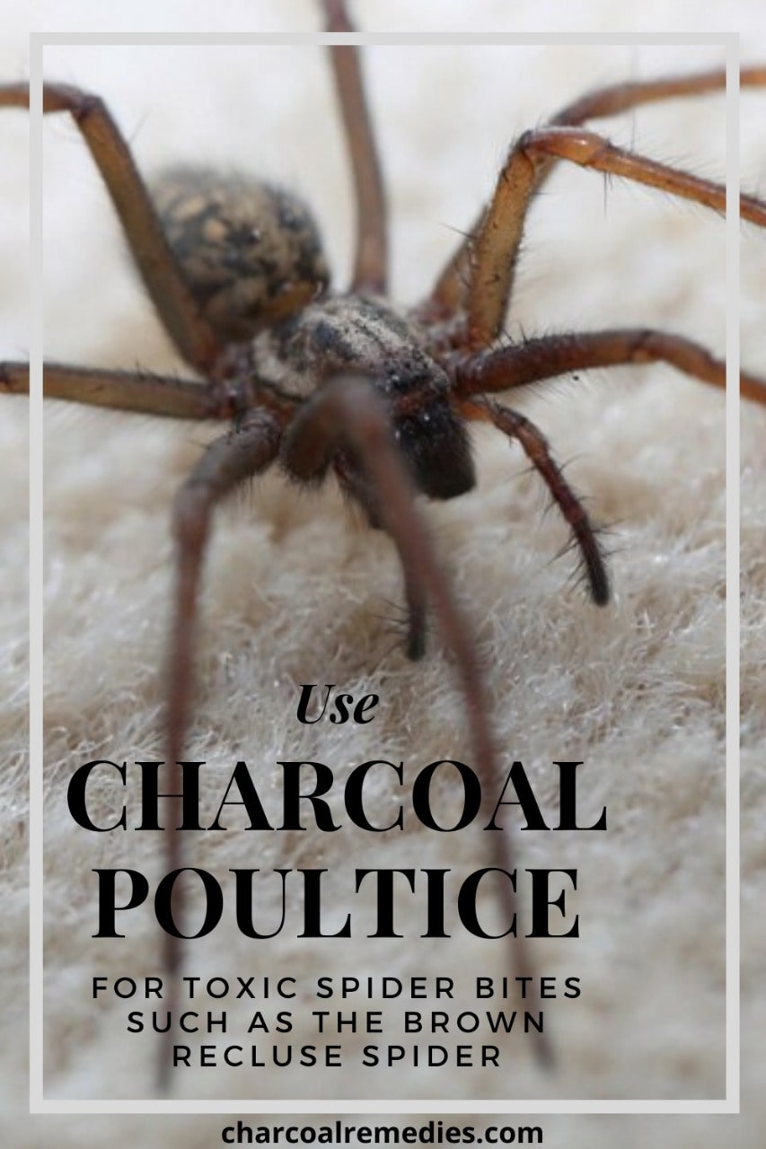 Amazing Brown Recluse Spider Bite Remedy Charcoal Remedies   Brown Recluse Spider Bite Remedy With Activated Charcoal 