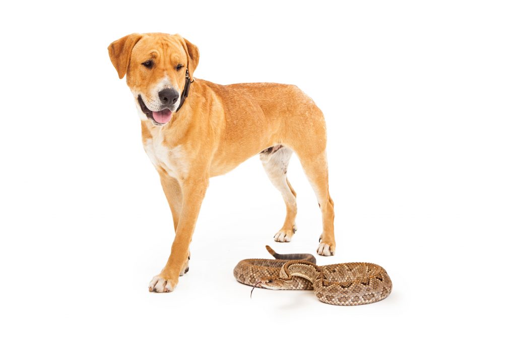 dog snake bite home treatment