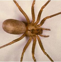 Amazing Brown Recluse Spider Bite Remedy - Charcoal Remedies