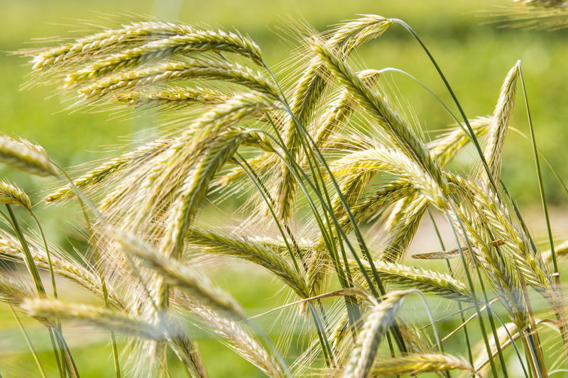 Rye Grass Growing in a Field