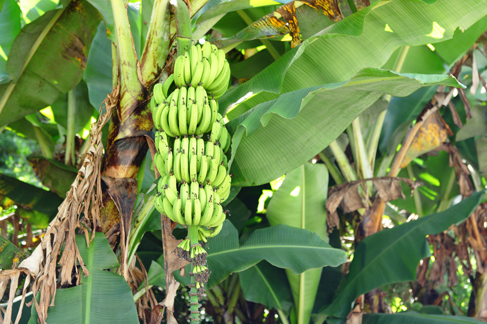 Banana Plantation