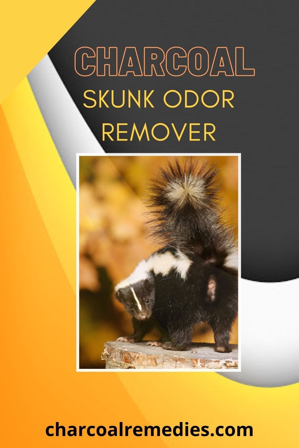 Charcoal For Skunk Odor In House Charcoal Remedies