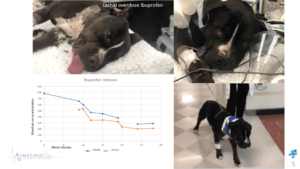 Charcoal Hemoperfusion for poisoning in animals
