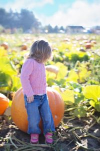 giant pumpkin