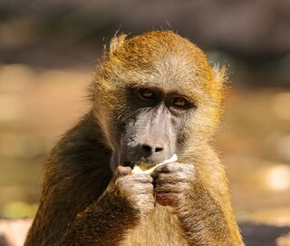 Longevity in animals - monkey eating