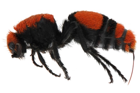 A photo of the velvet ant, also known as the cow killer. Resembles a honey bee, except orange and black, without wings. 