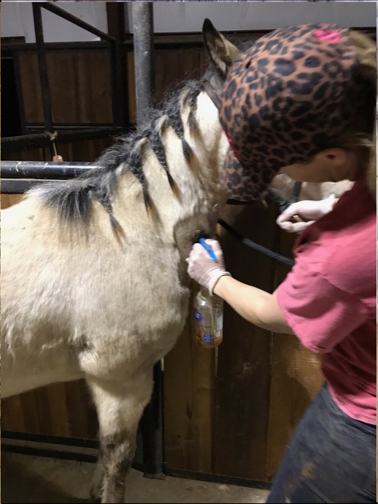 This is a photo of the horse's wound being sprayed with a solution of colloidal silver on March 17, 2017. 