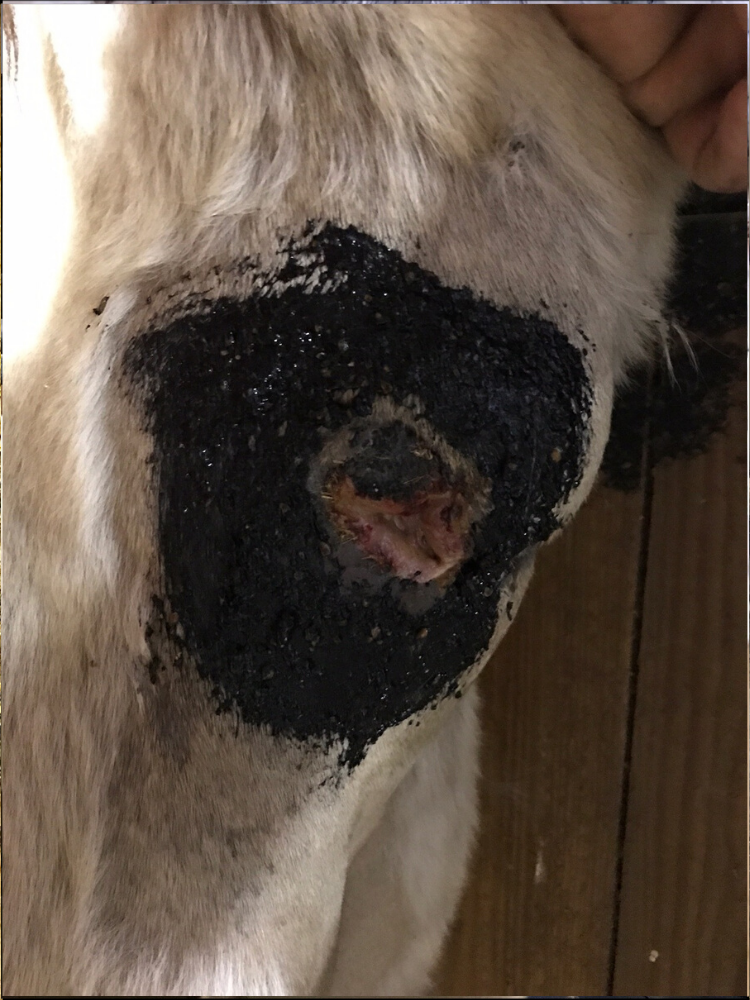 This is a photo of the horse's brown recluse wound on March 17, 2017 after activated charcoal was applied to the area surrounding the wound as well. It is a black patch of about 10 inches in diameter with the wound in the center. The wound is still has pink flesh visible, but will be thoroughly covered with charcoal next. 
