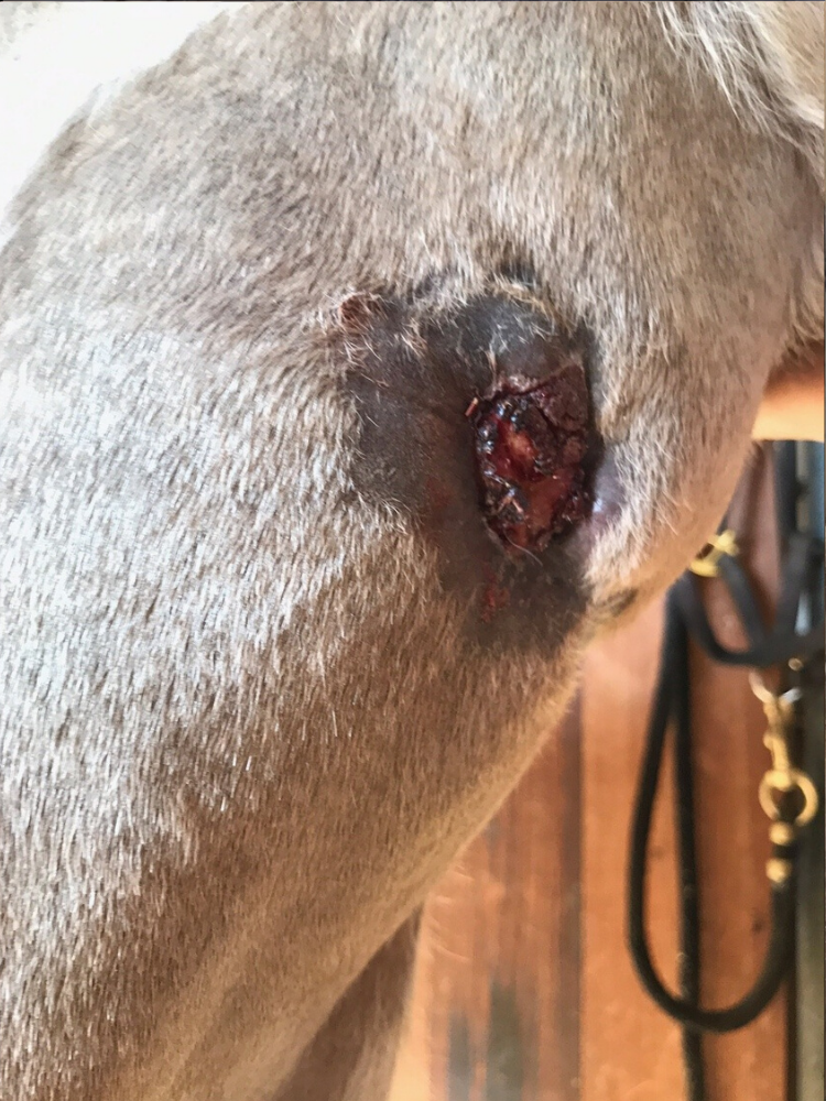 This picture was taken on March 22, 2017. The wound has scabbed over and is now approximately two inches in diameter. The skin is dark purple where the wound has healed, and hair is beginning to grow back. 