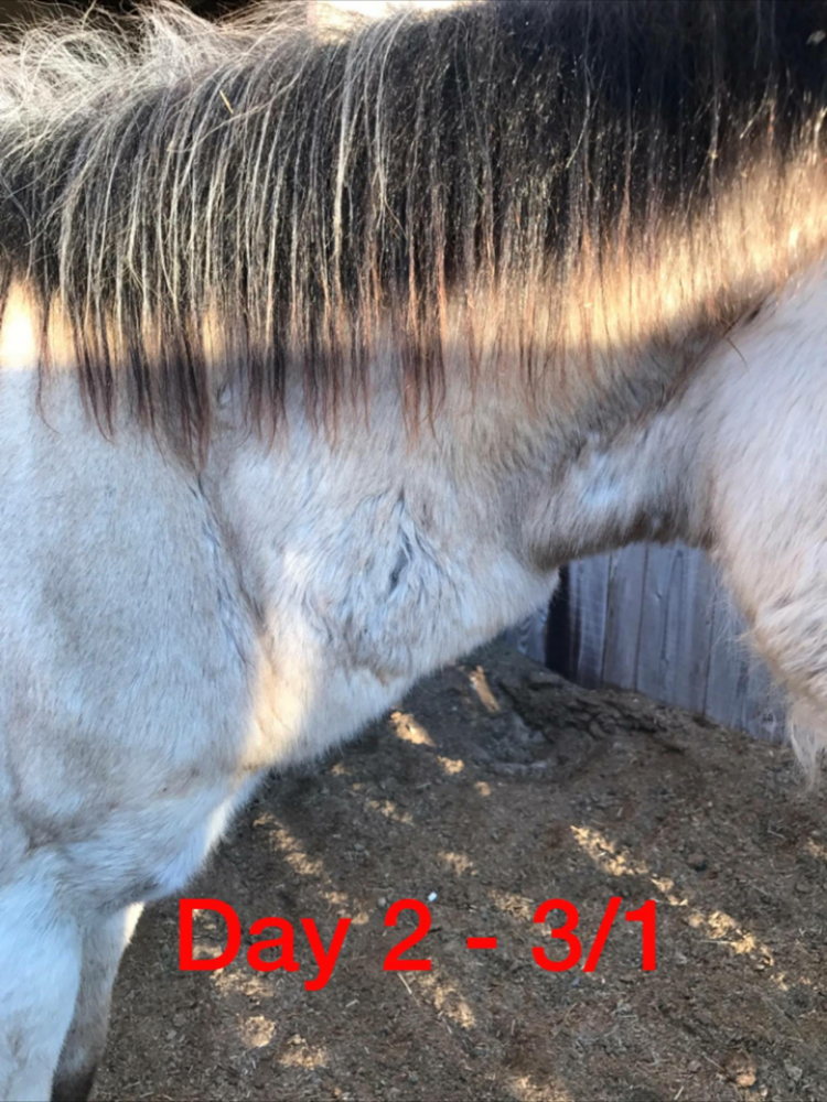 March 1, 2017. This is a photo of the second day after the brown recluse bite was noticed on the horse. The wound is slightly more noticeable compared to day one, but in the days to come, things will rapidly deteriorate. 