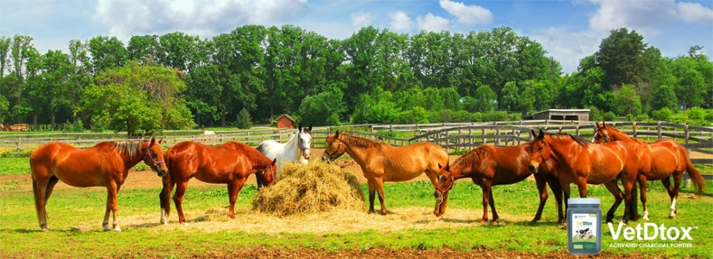 Horses in a pasture. VetDtox advertisement.