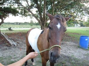 Bandaged Horse with wound