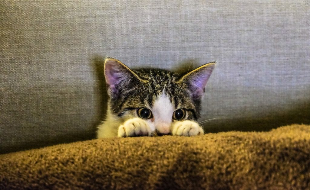 Kitten on Couch