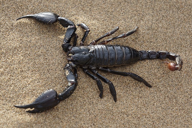 Scorpion on desert sand.