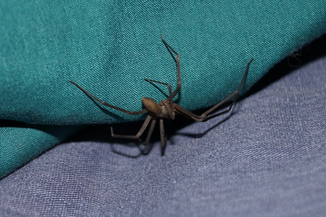 brown recluse