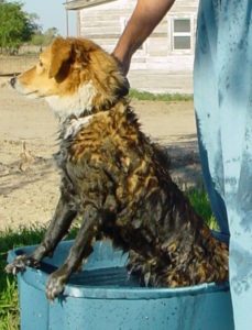 Dog getting a charcoal bath