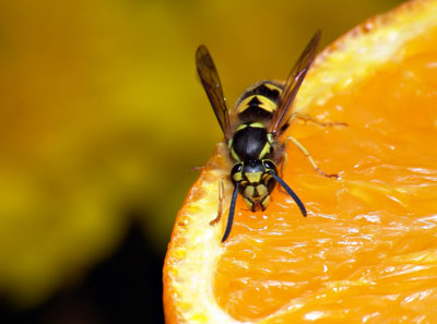 Activated Charcoal for Poisonous Insect Bites