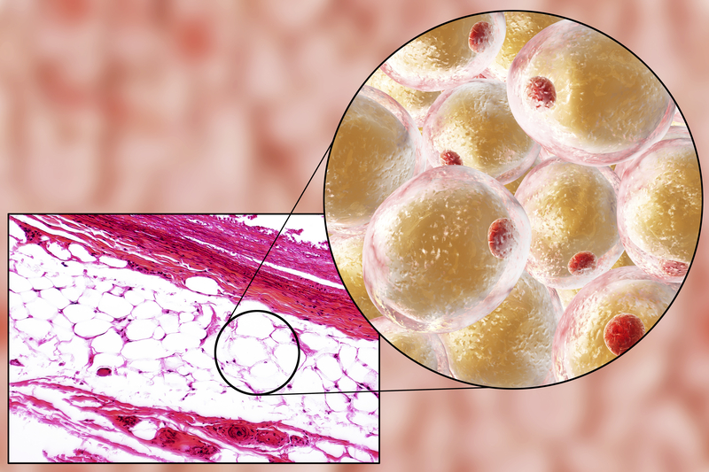 Fat Cells