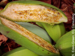 Growing Bananas in Charcoal